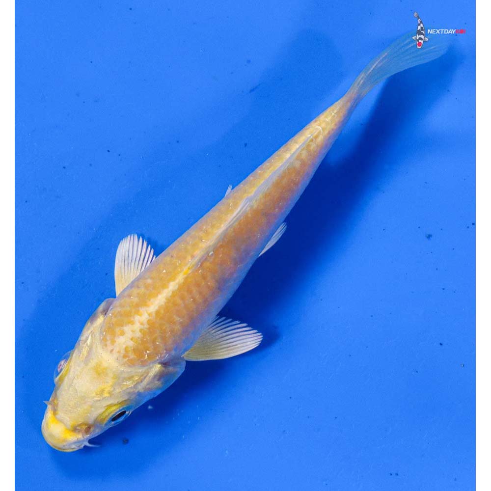 3.5” Imported Yamabuki Ogon