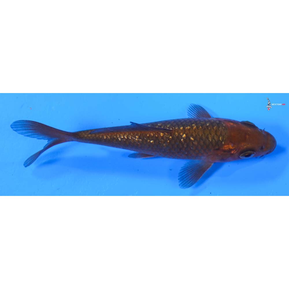 4” Imported Gin Rin Chagoi