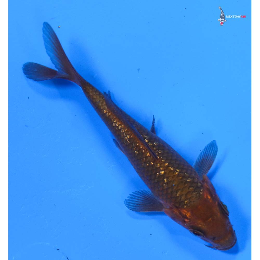 4” Imported Gin Rin Chagoi