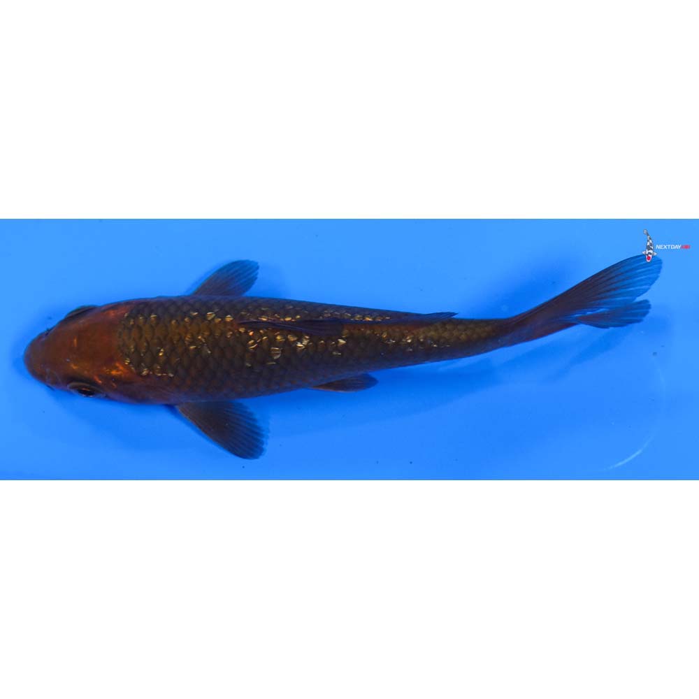 4” Imported Gin Rin Chagoi