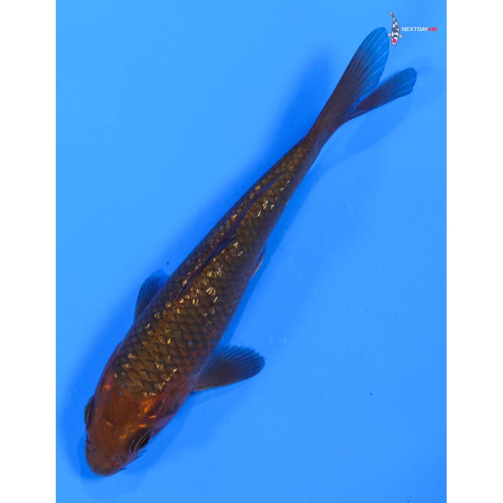 4” Imported Gin Rin Chagoi