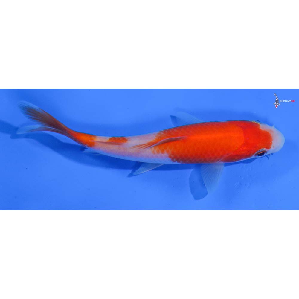 4” Imported Kohaku