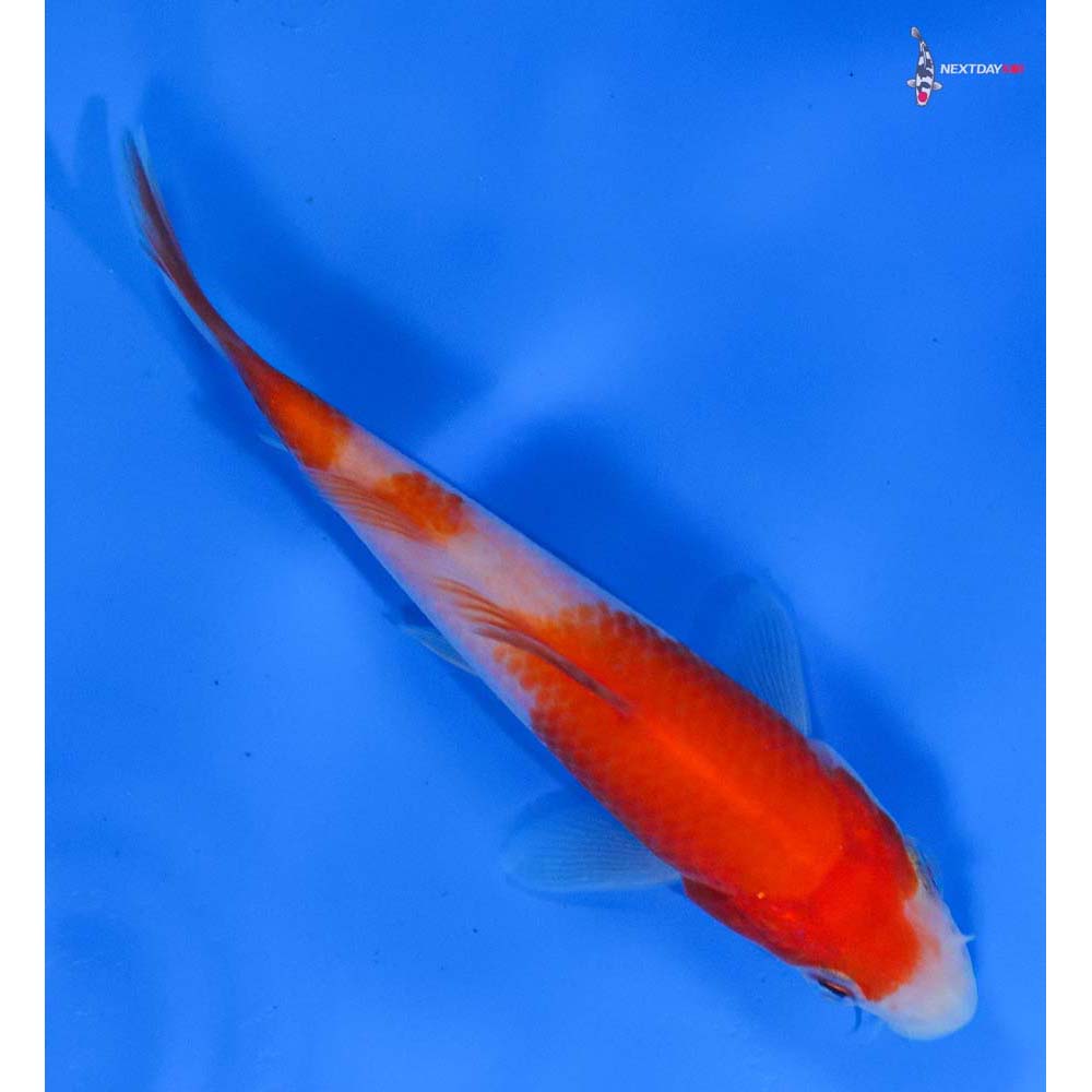 4” Imported Kohaku