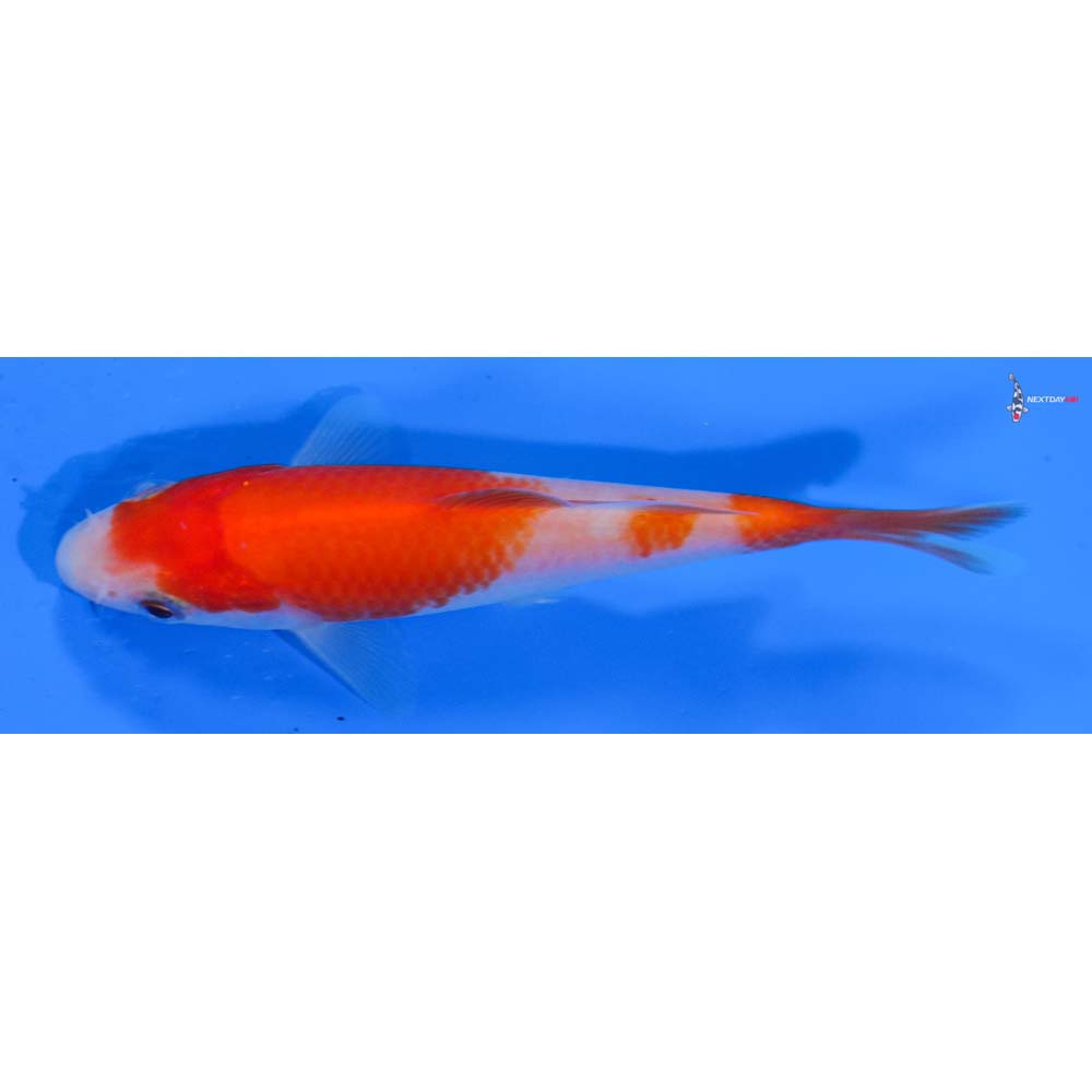 4” Imported Kohaku