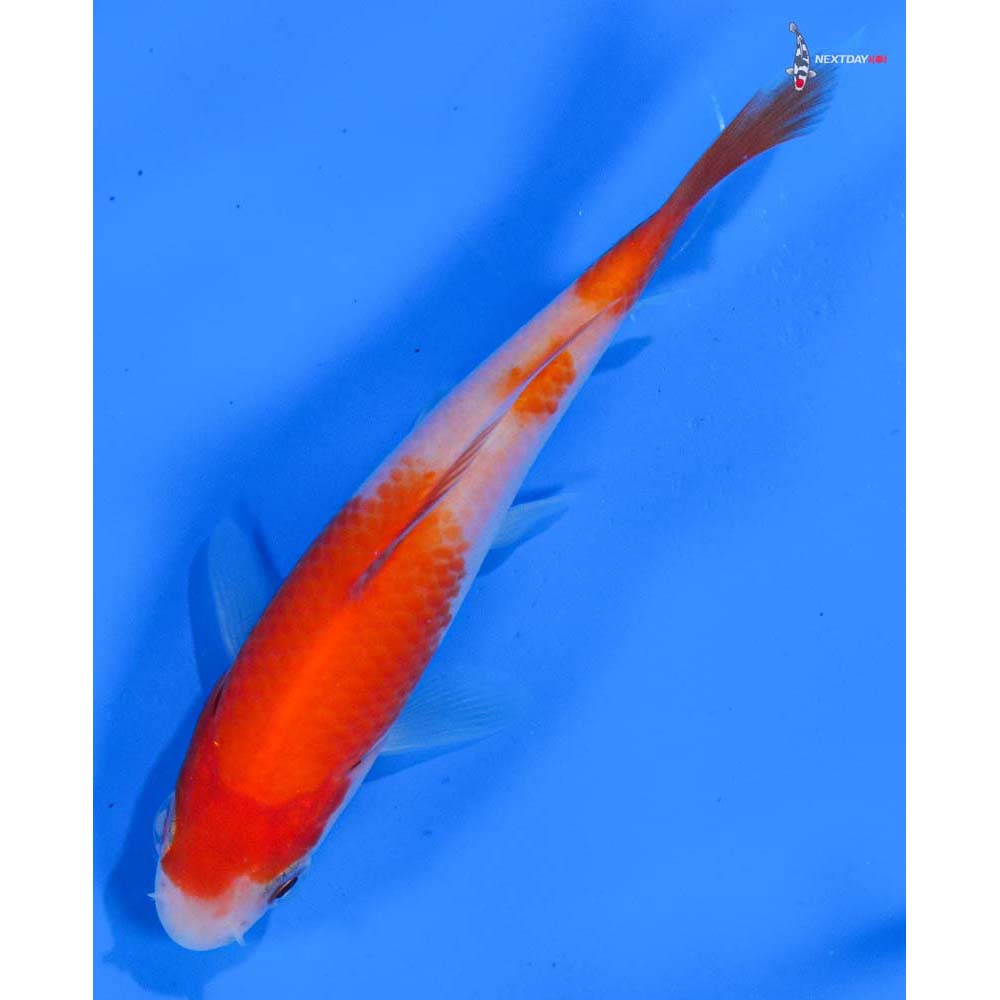 4” Imported Kohaku