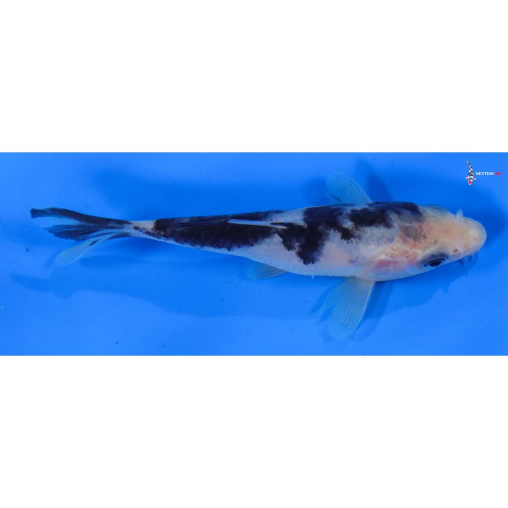 4” Imported Shiro Bekko