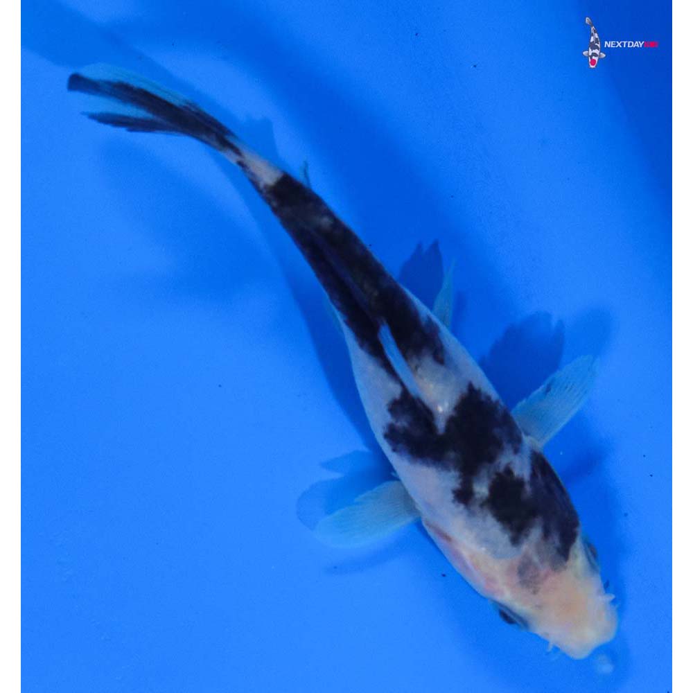 4” Imported Shiro Bekko
