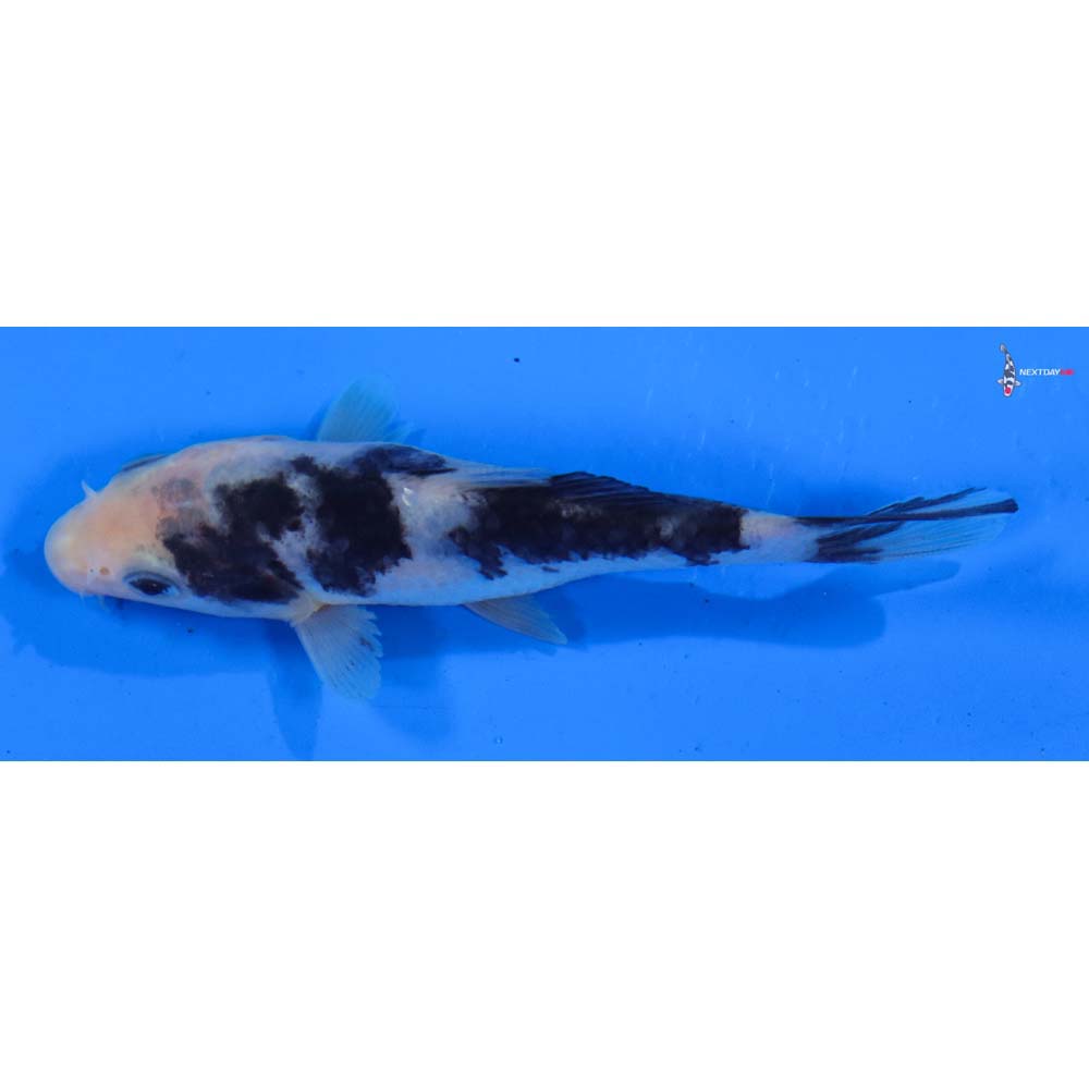 4” Imported Shiro Bekko