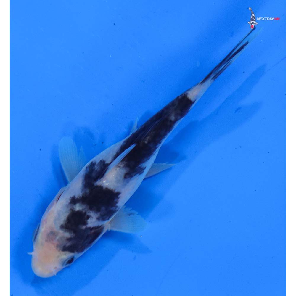4” Imported Shiro Bekko