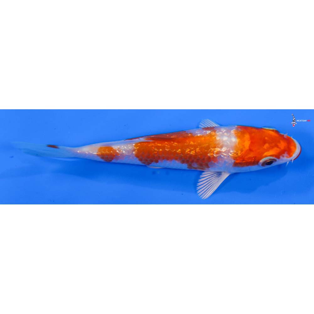 4” Imported Gin Rin Hariwake