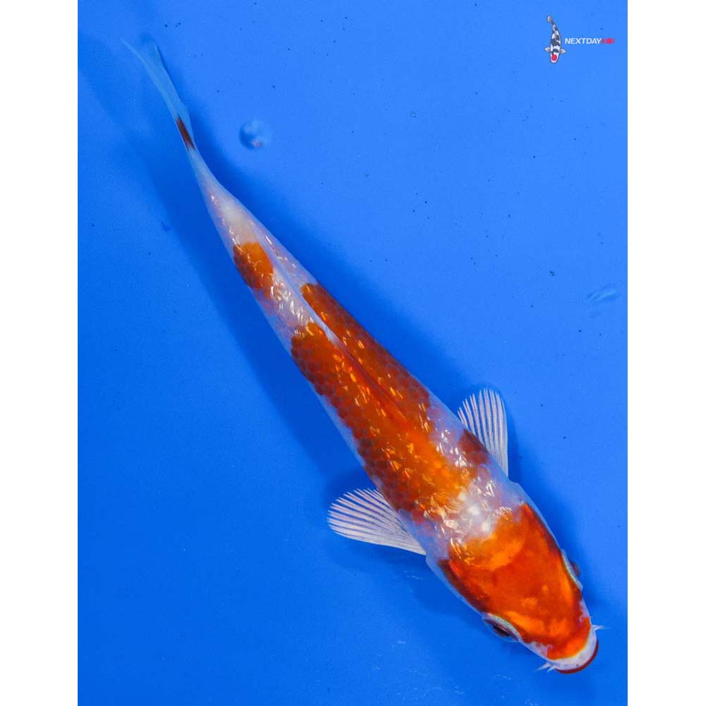 4” Imported Gin Rin Hariwake