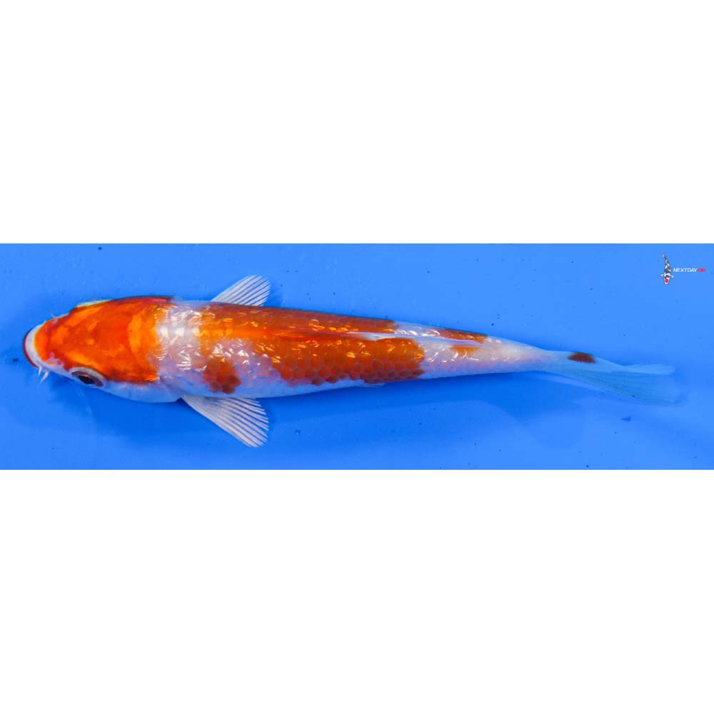 4” Imported Gin Rin Hariwake