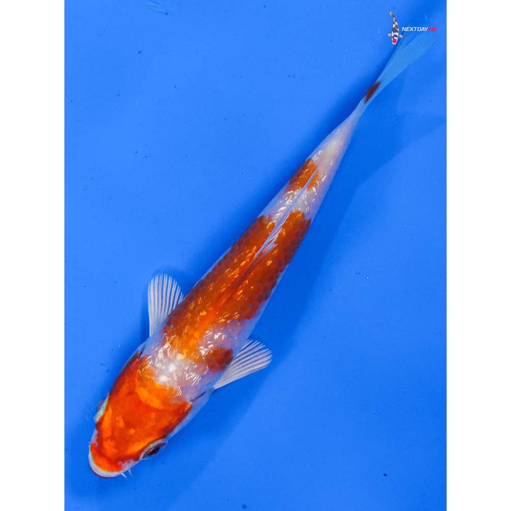 4” Imported Gin Rin Hariwake