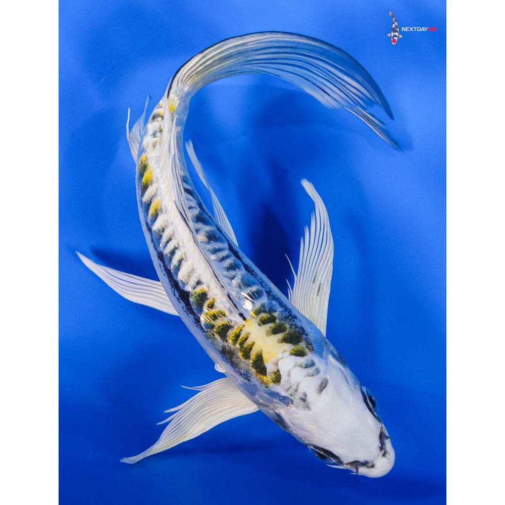 8” Imported Gin Rin Kin Kikokuryu Butterfly Koi