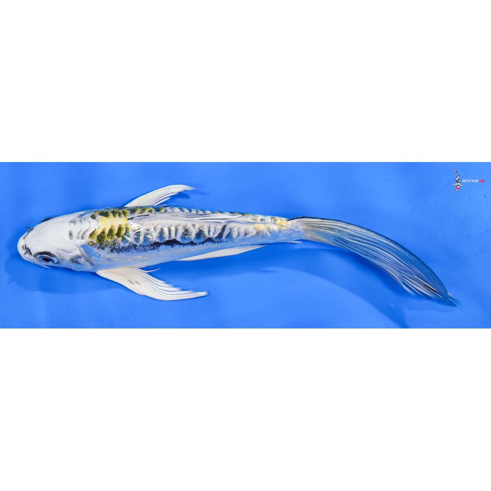 8” Imported Gin Rin Kin Kikokuryu Butterfly Koi