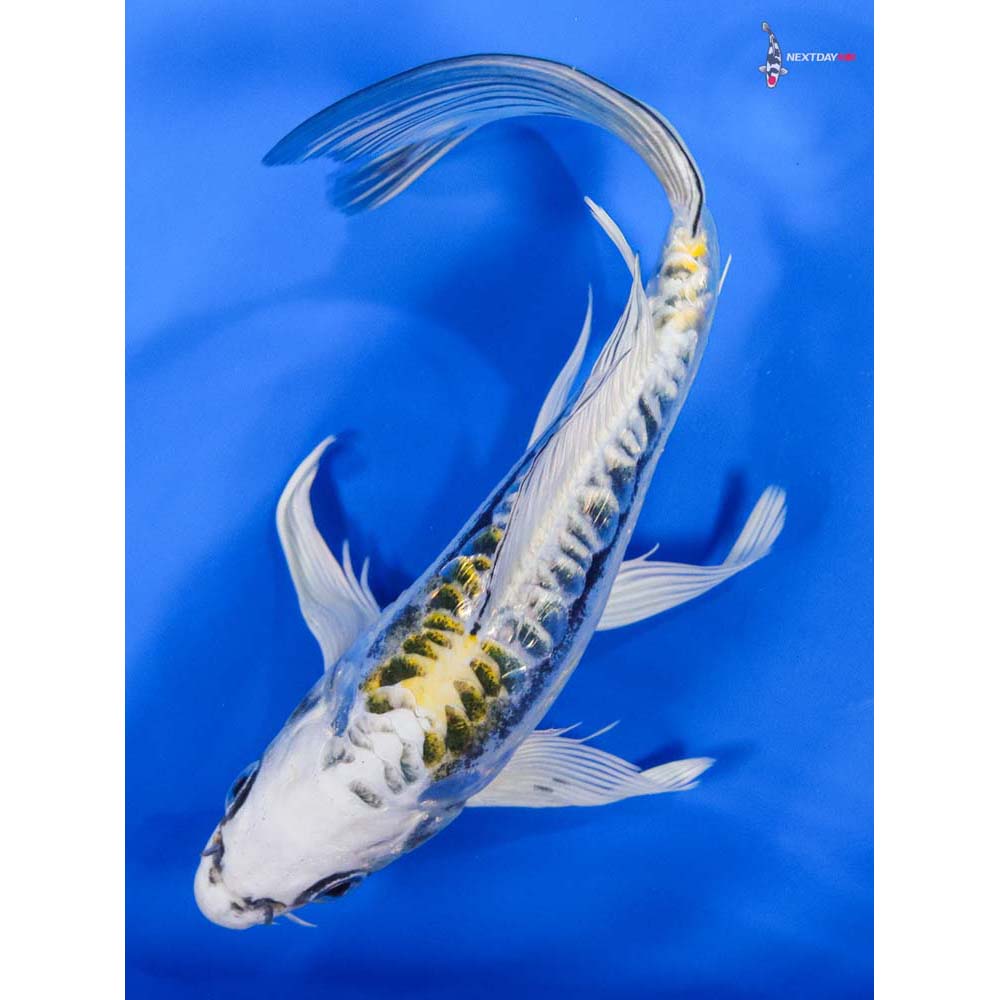 8” Imported Gin Rin Kin Kikokuryu Butterfly Koi
