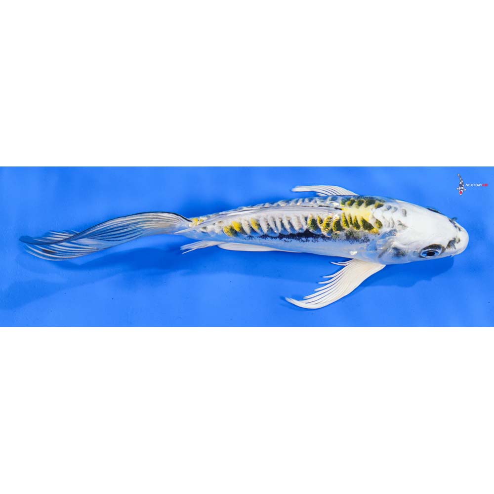 8” Imported Gin Rin Kin Kikokuryu Butterfly Koi