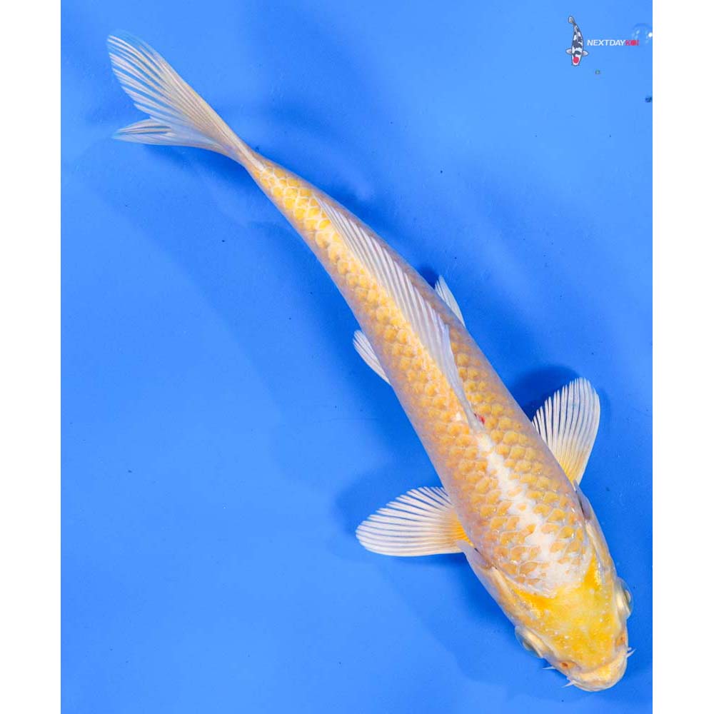 7” Imported Yamabuki Ogon
