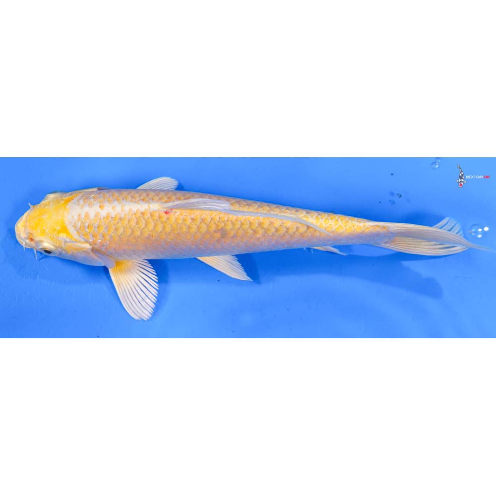 7” Imported Yamabuki Ogon