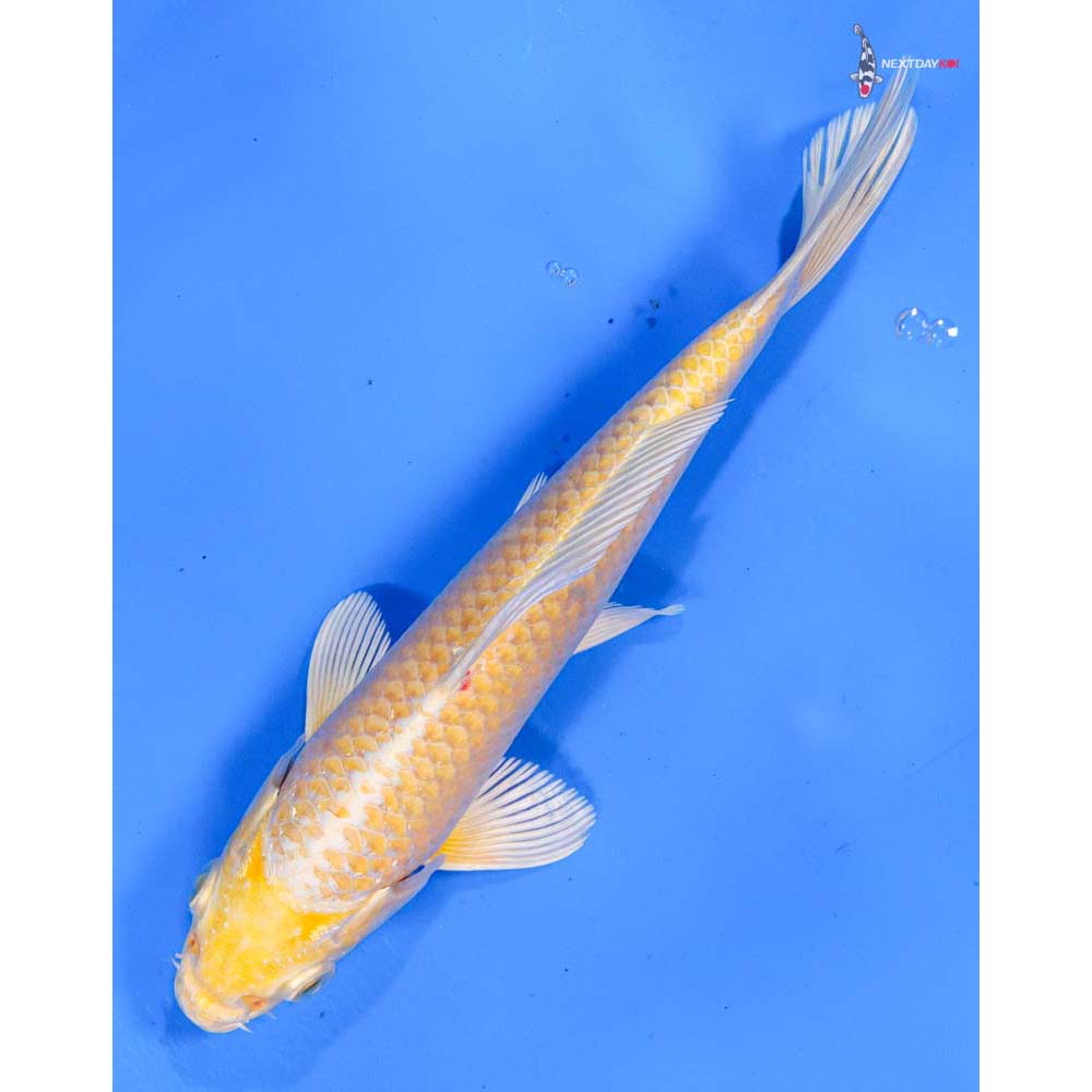 7” Imported Yamabuki Ogon