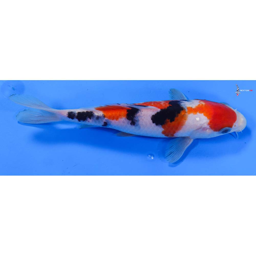 7” Imported Sanke