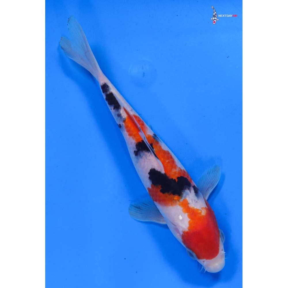 7” Imported Sanke