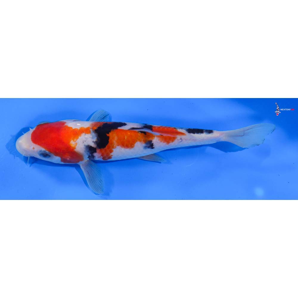 7” Imported Sanke