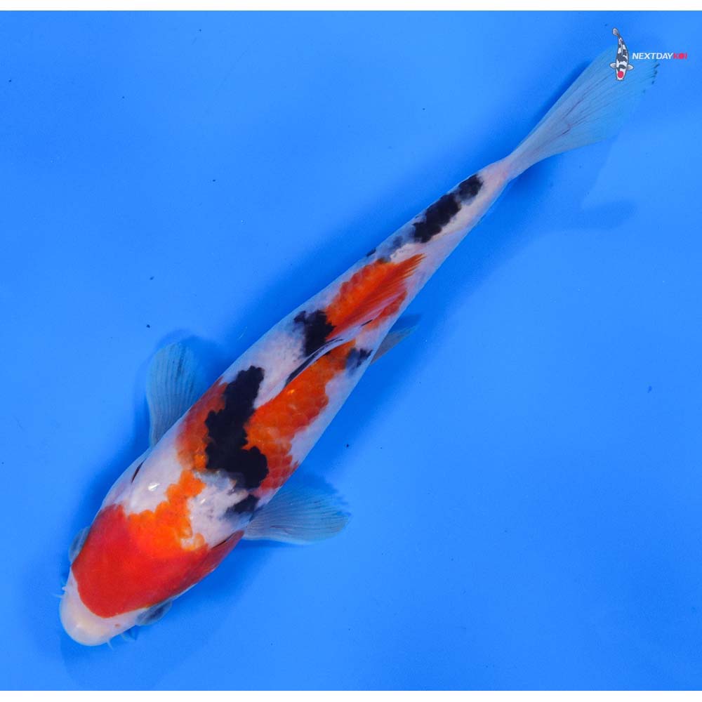 7” Imported Sanke
