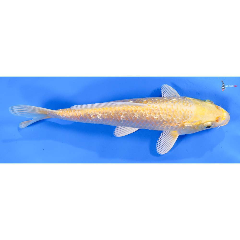 7” Imported Gin Rin Yamabuki Ogon