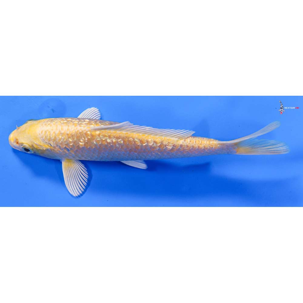 7” Imported Gin Rin Yamabuki Ogon