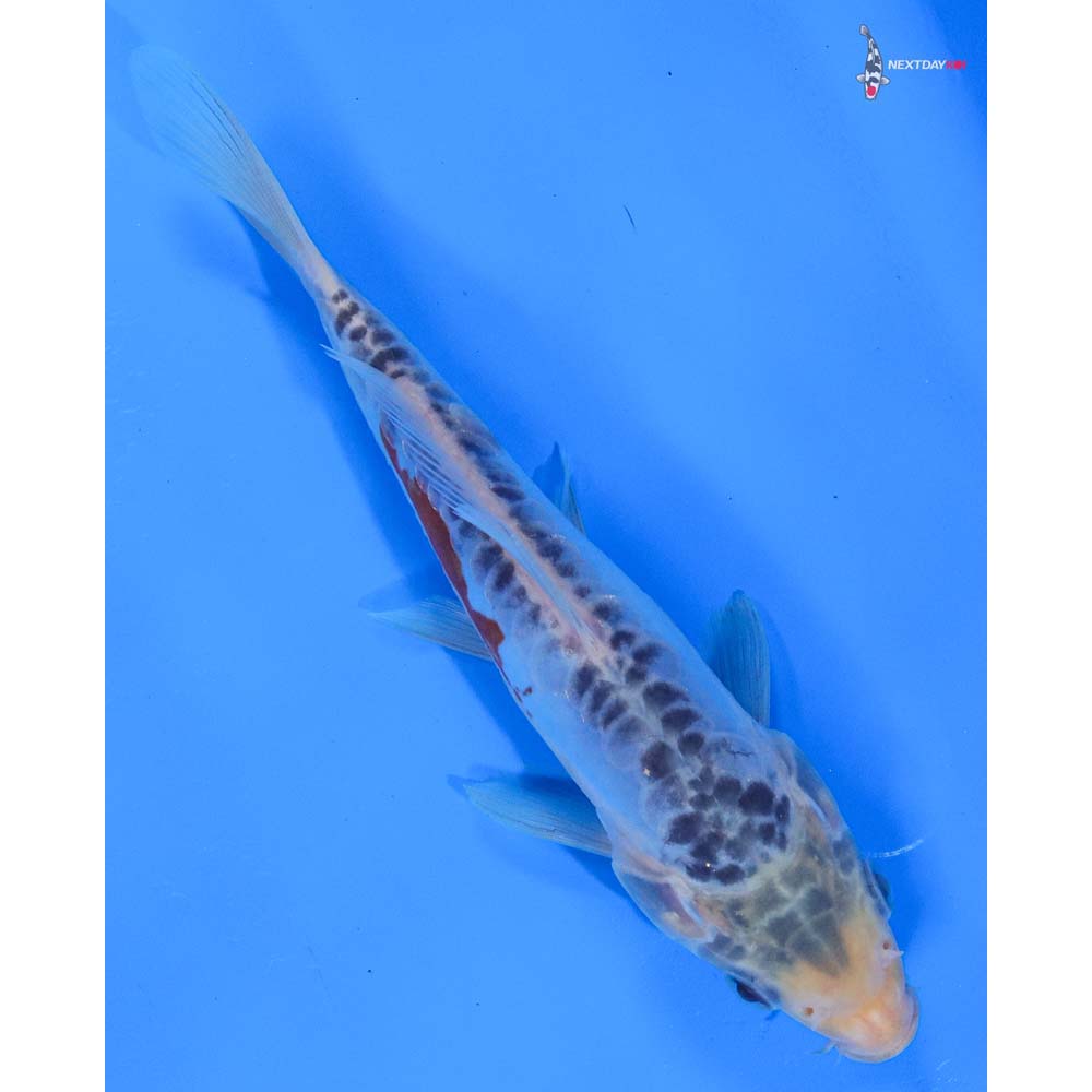 6.5” Imported Shusui
