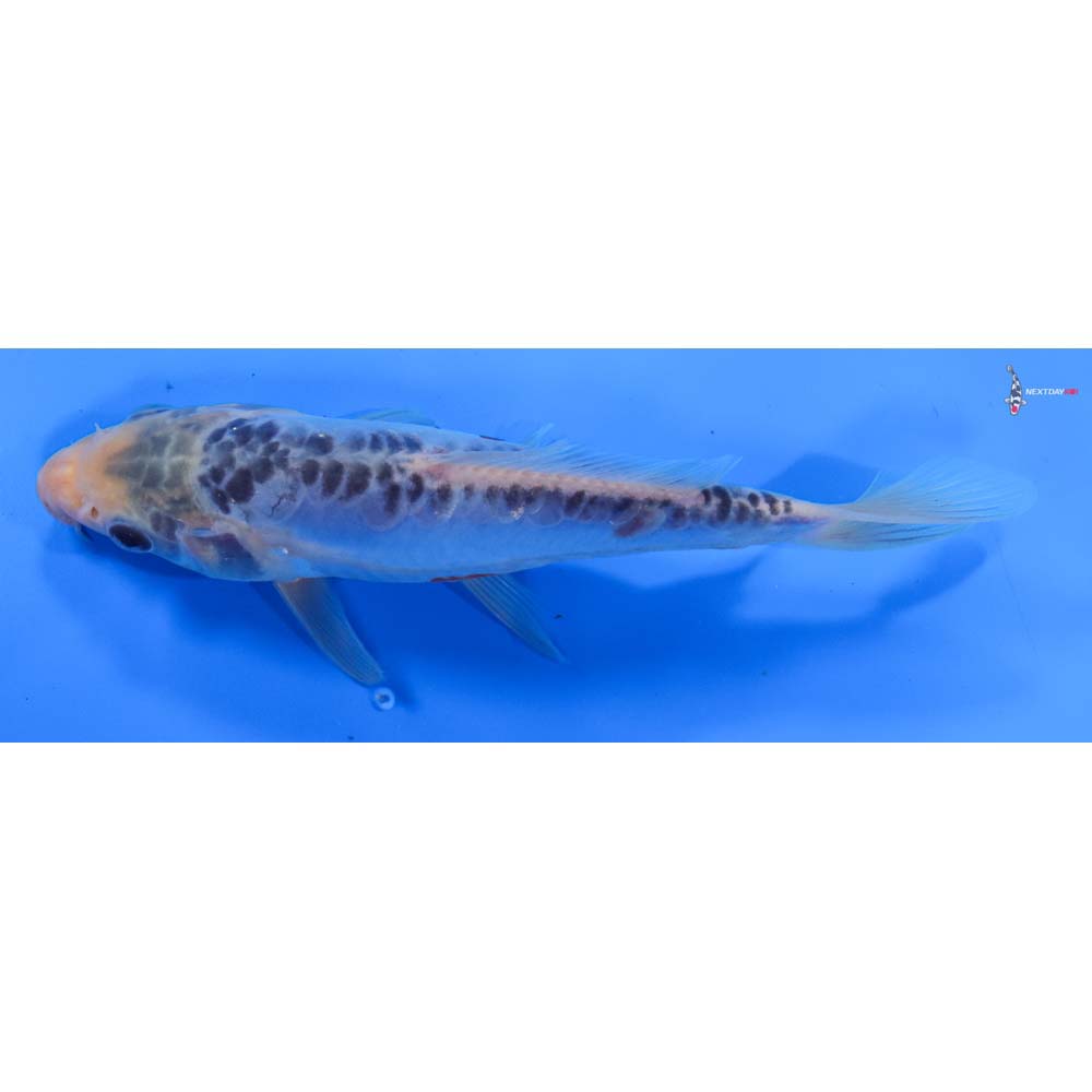 6.5” Imported Shusui