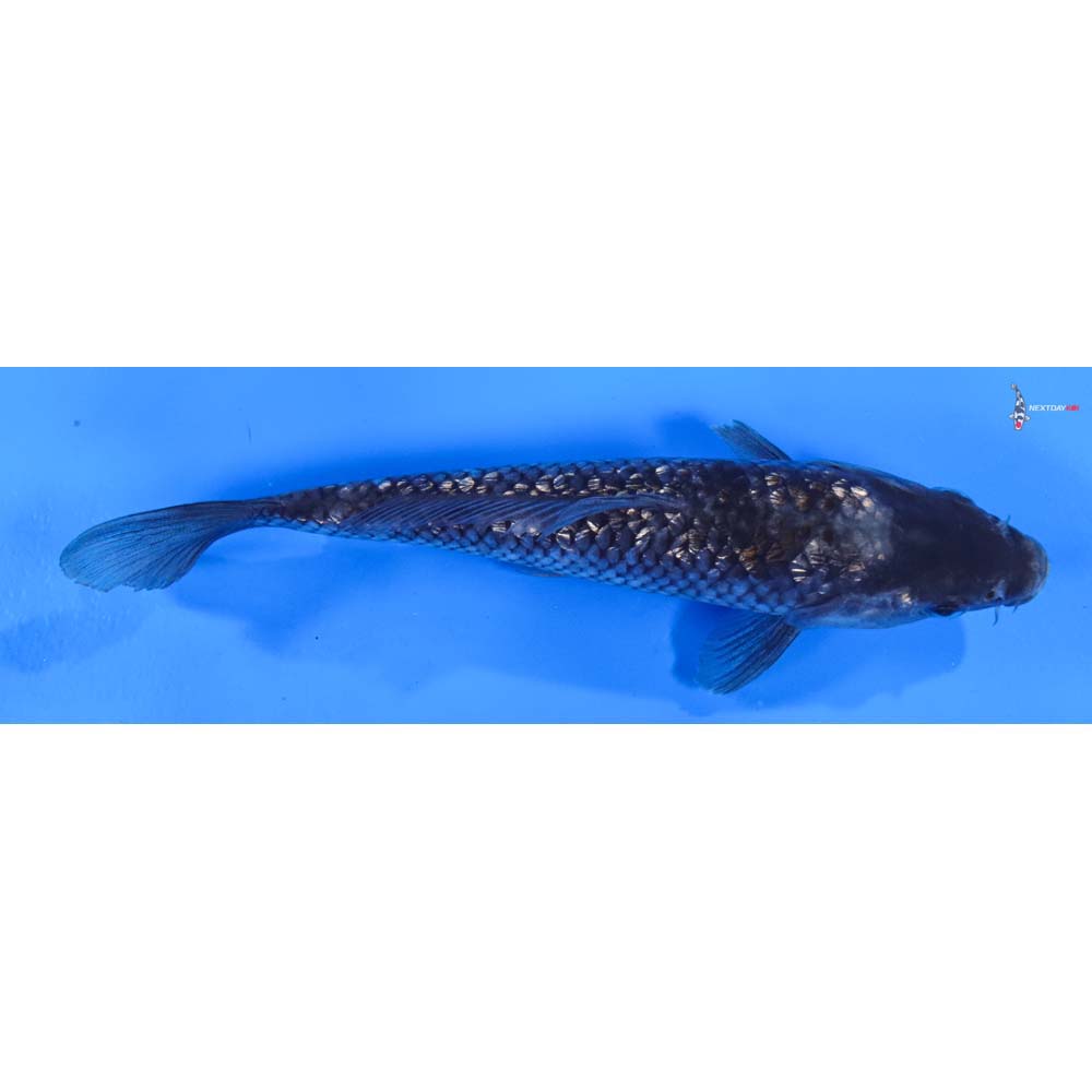 6” Imported Gin Rin Ochiba Shigure