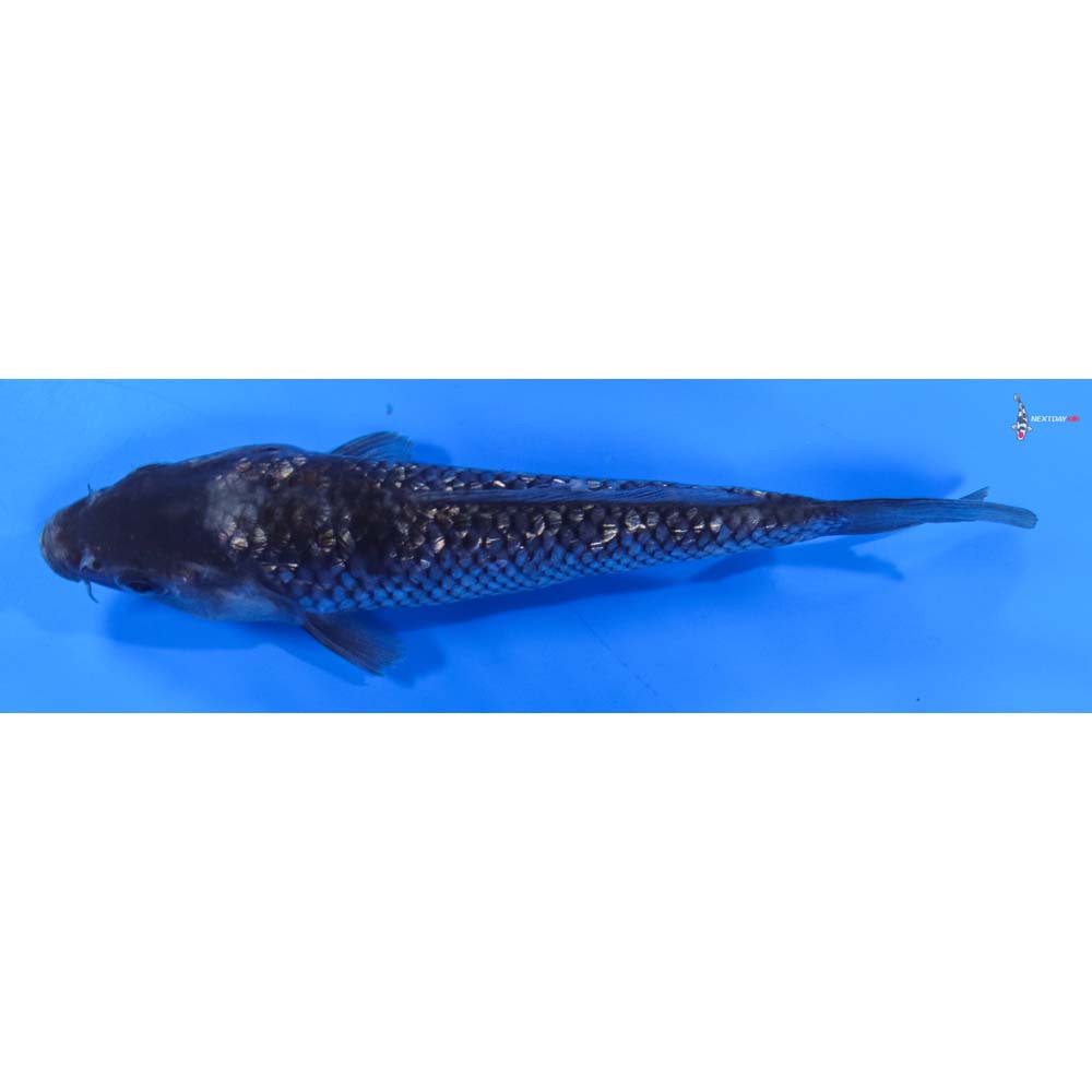 6” Imported Gin Rin Ochiba Shigure