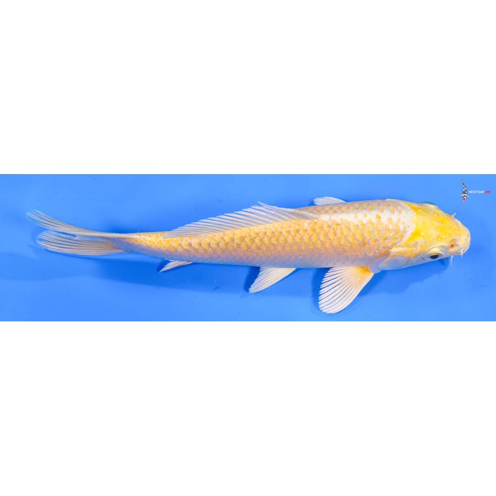 7” Imported Yamabuki Ogon