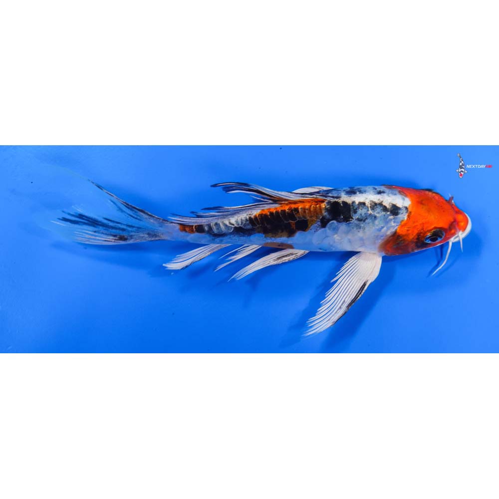 6.5” Imported Heisei Nishiki Butterfly Koi
