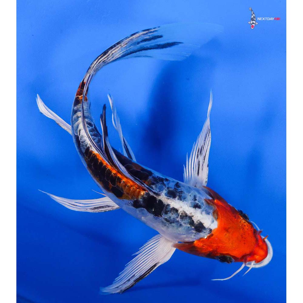 6.5” Imported Heisei Nishiki Butterfly Koi