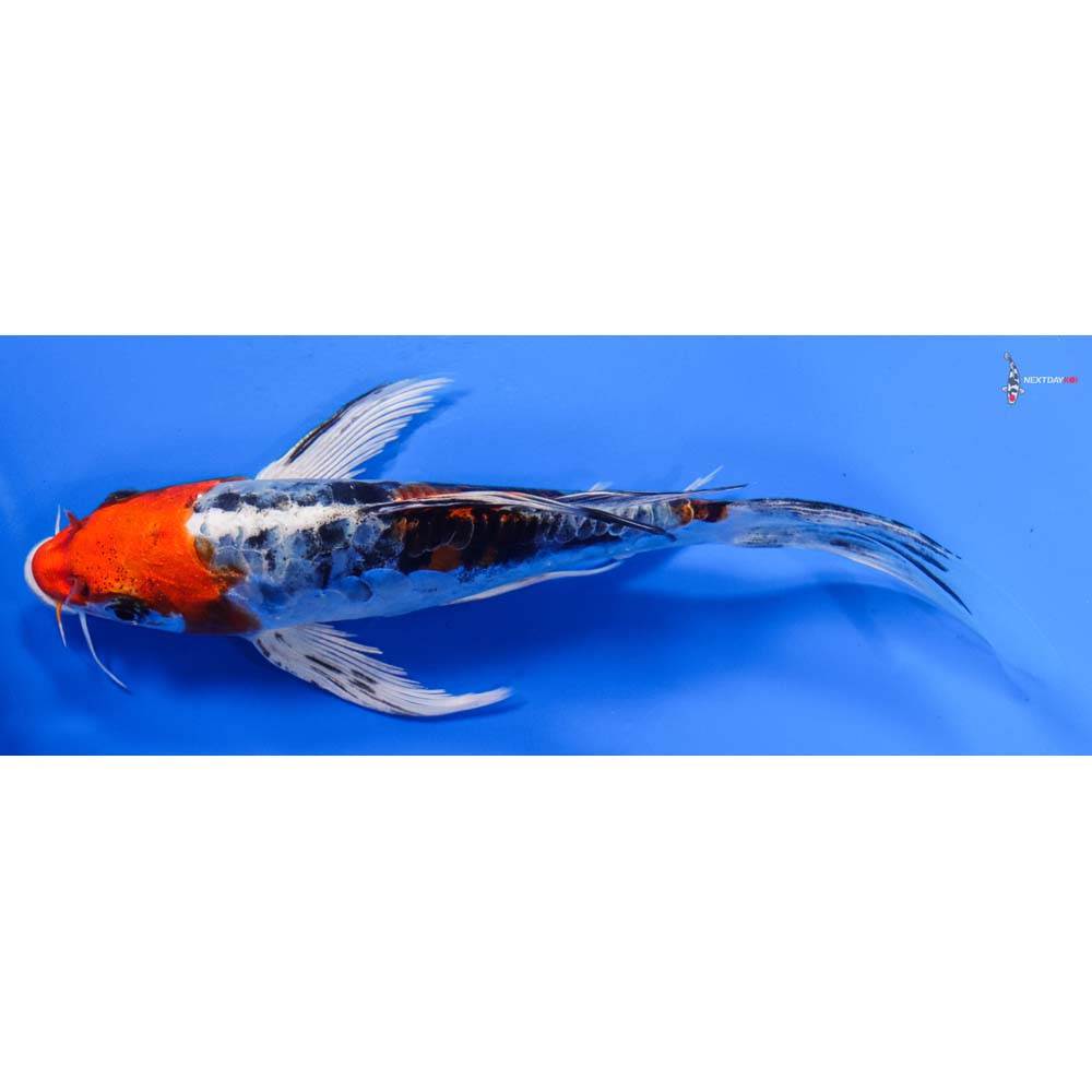 6.5” Imported Heisei Nishiki Butterfly Koi