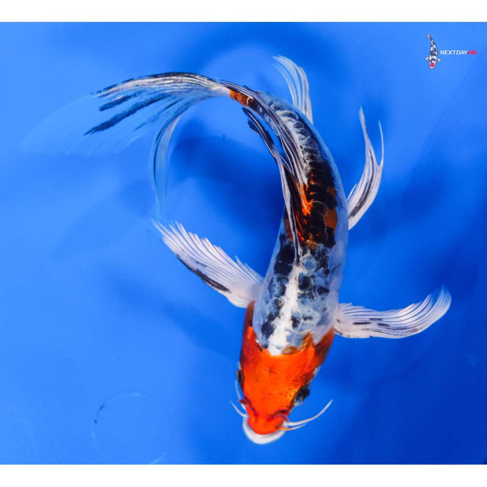 6.5” Imported Heisei Nishiki Butterfly Koi