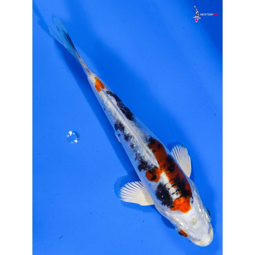 6” Imported Heisei Nishiki