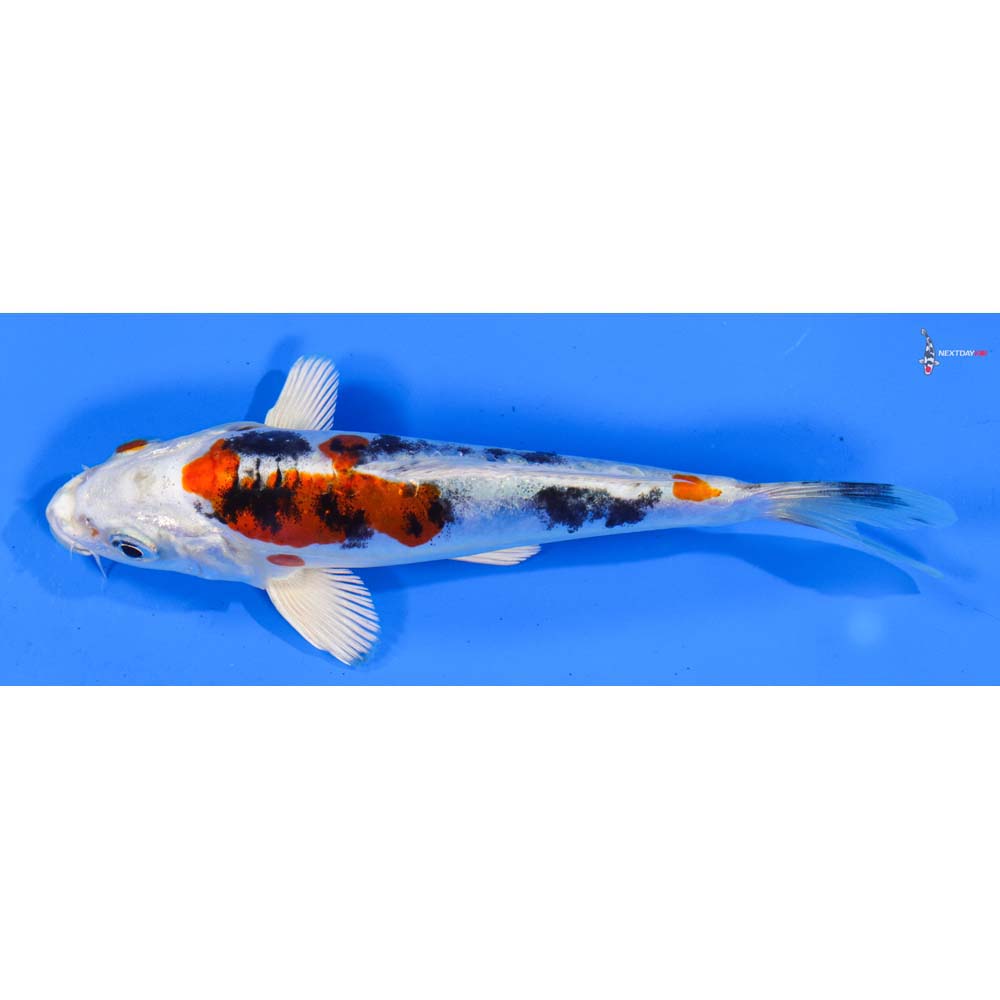 6” Imported Heisei Nishiki