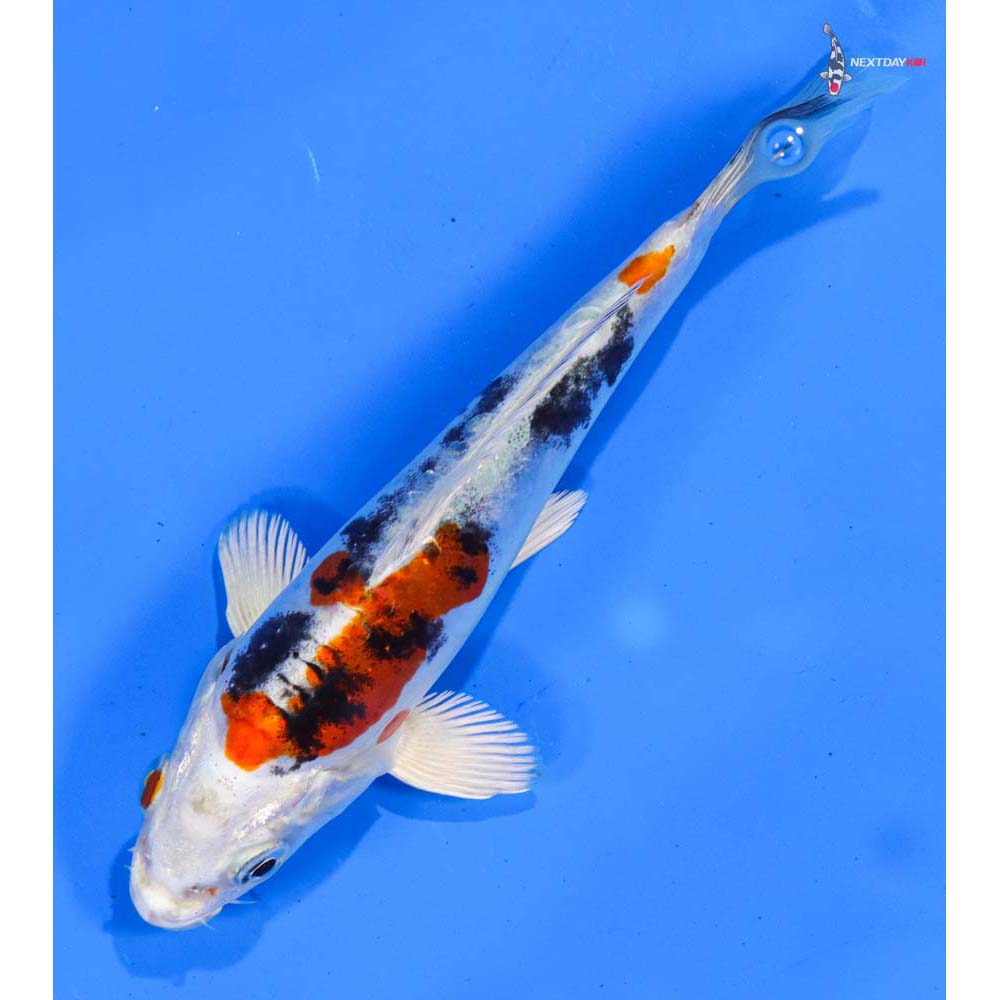 6” Imported Heisei Nishiki