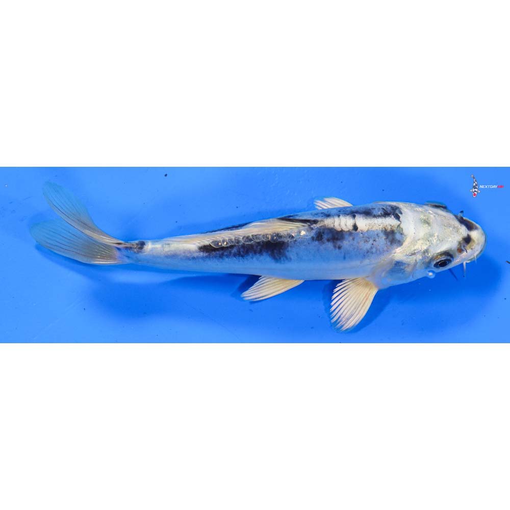 6” Imported Doitsu Blue Gin Matsuba