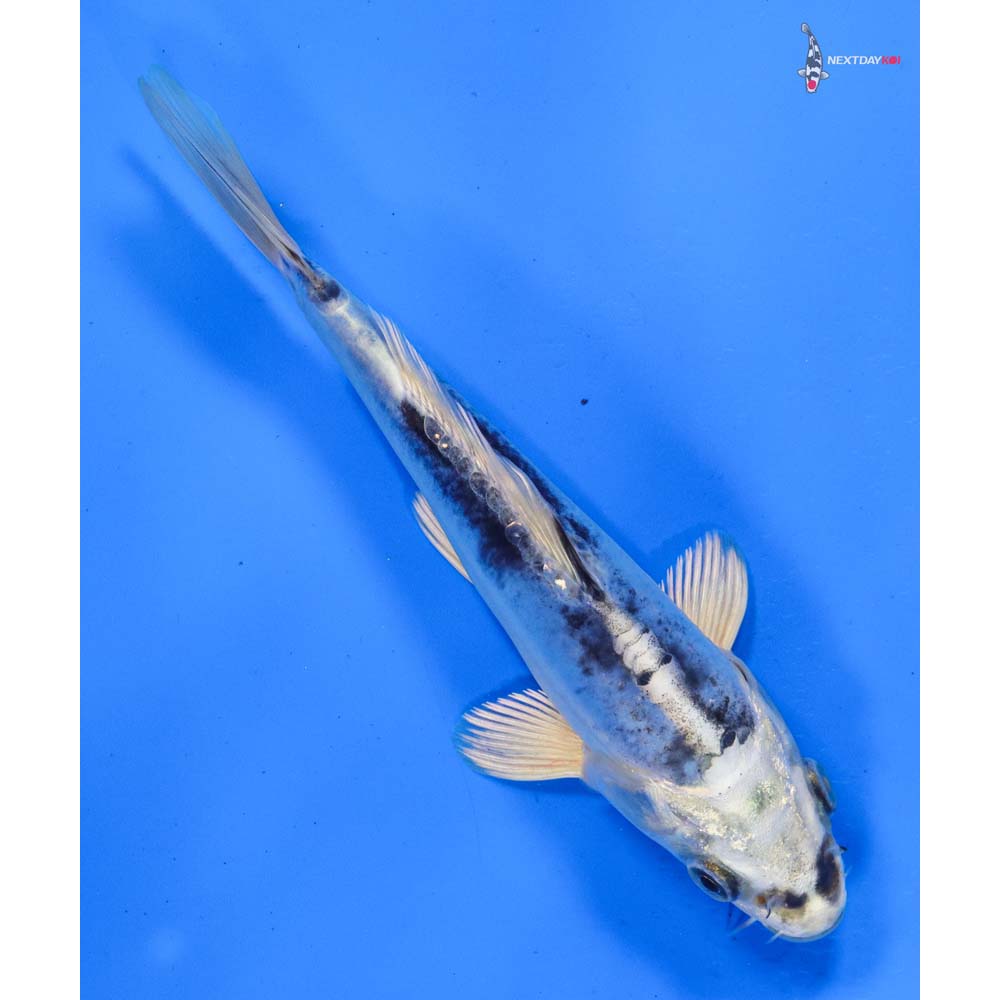 6” Imported Doitsu Blue Gin Matsuba