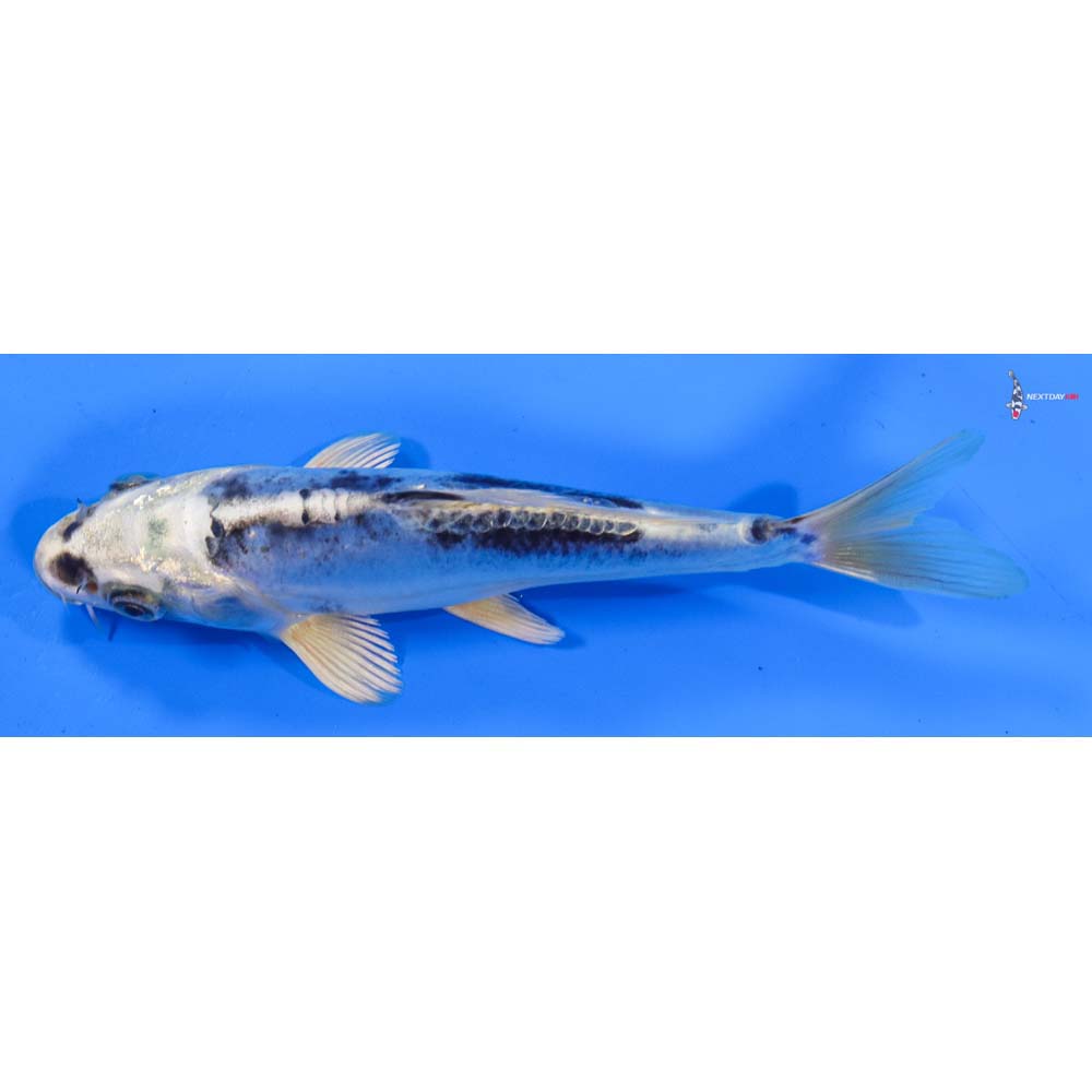 6” Imported Doitsu Blue Gin Matsuba