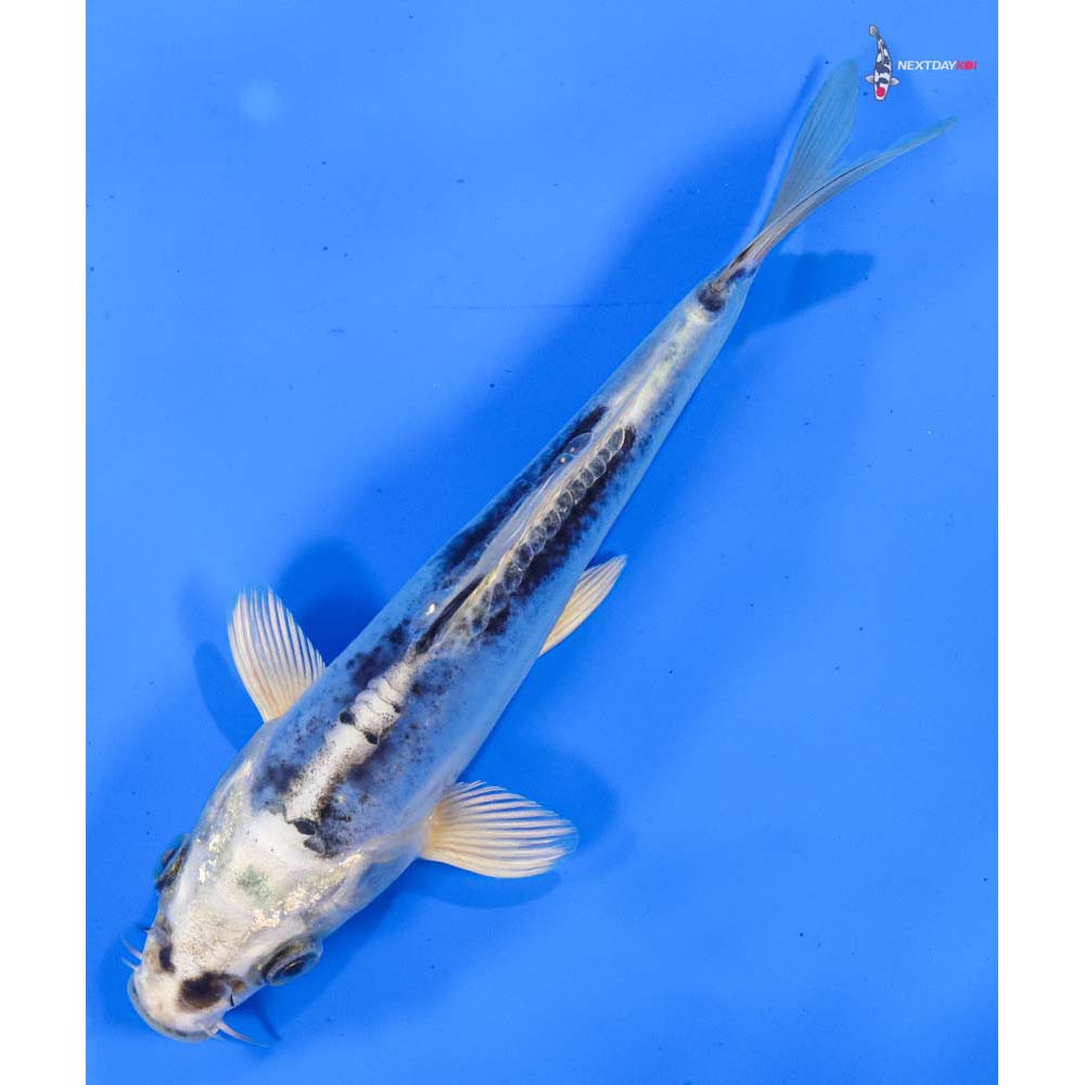 6” Imported Doitsu Blue Gin Matsuba