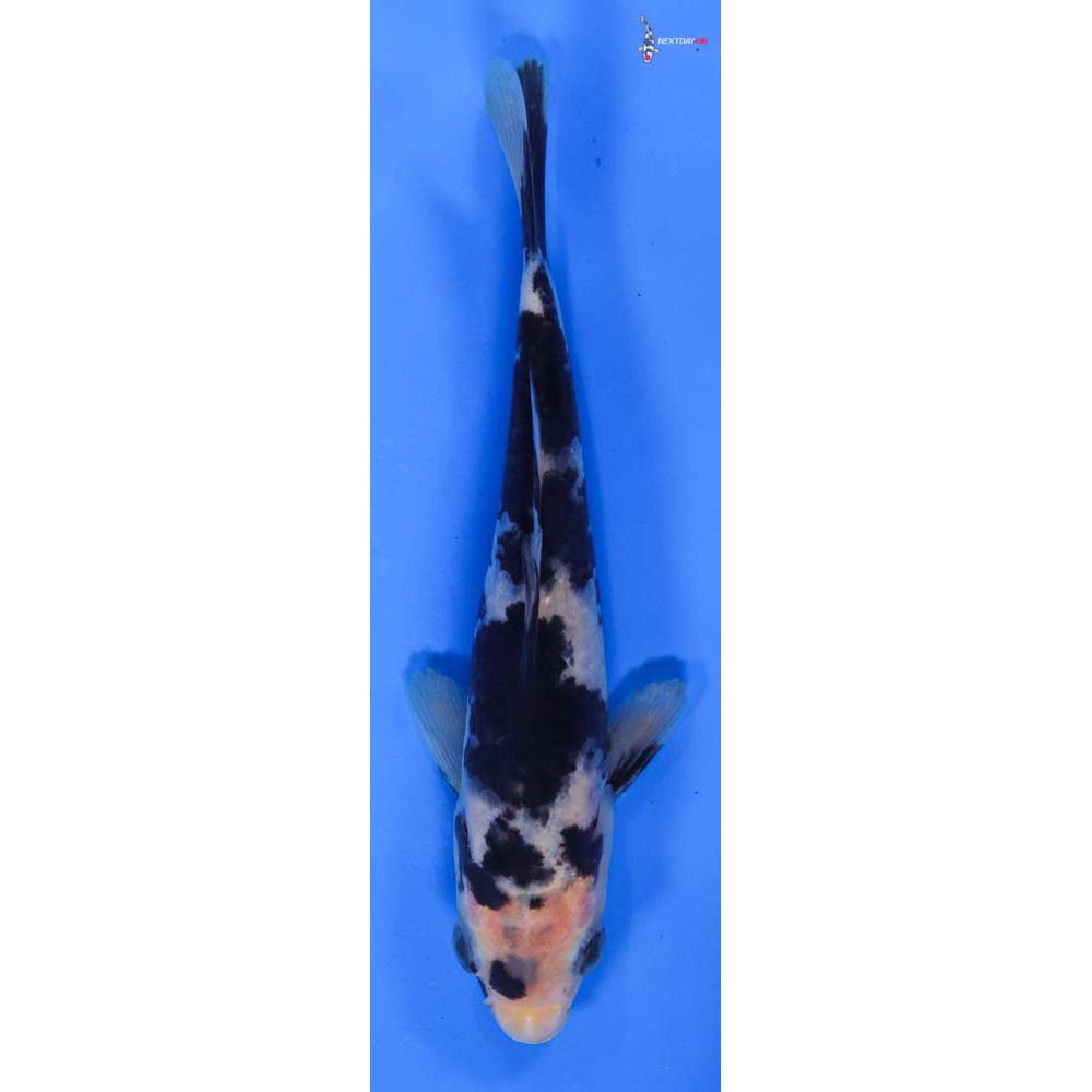 6” Imported Shiro Utsuri