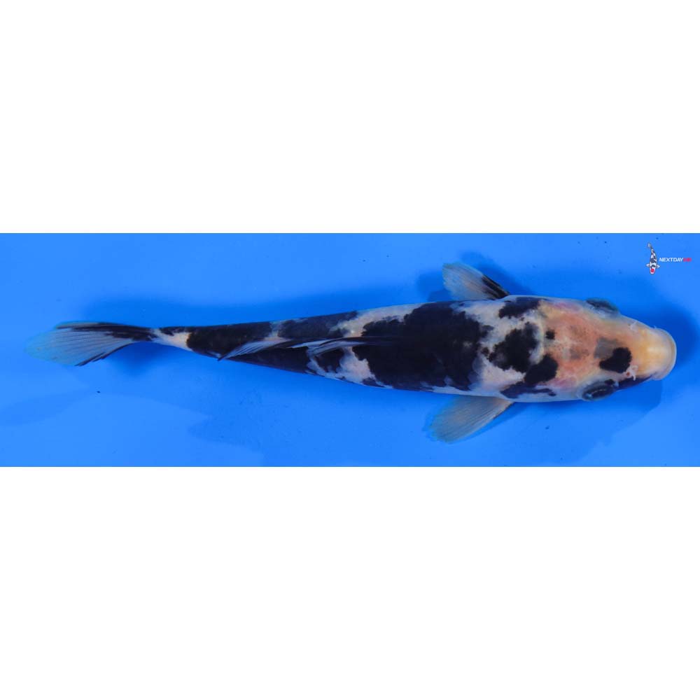 6” Imported Shiro Utsuri