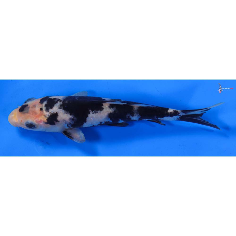 6” Imported Shiro Utsuri