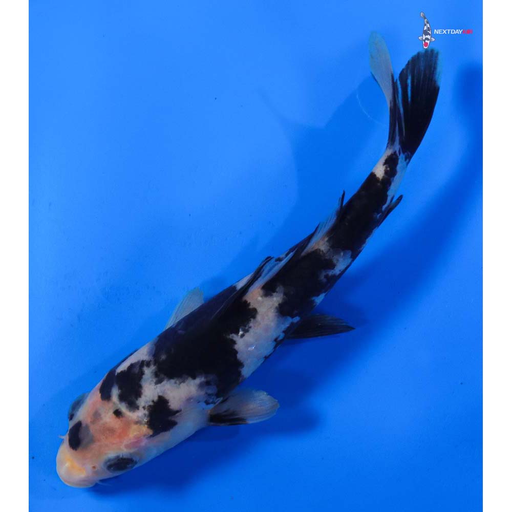 6” Imported Shiro Utsuri